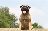 BULLMASTIFF 300